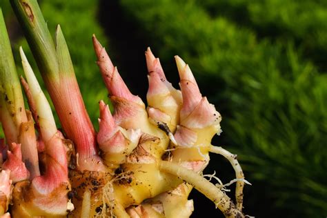 what is the method of propagation for ginger