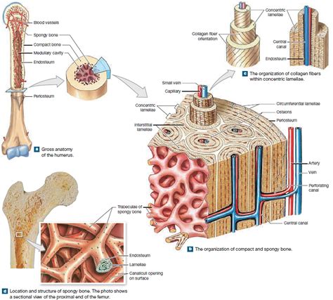 what is the microscopic structure of bones