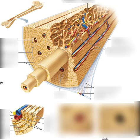 what is the microscopic structure of compact bone