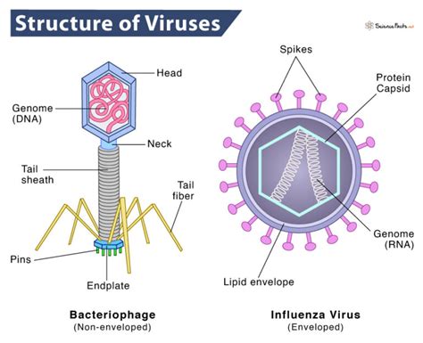 what is the most basic structure of a virus