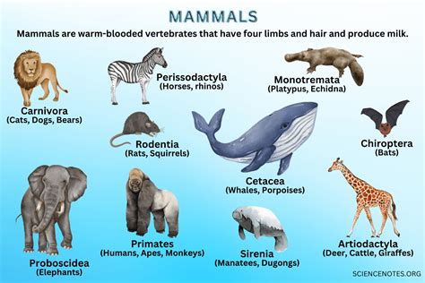 what is the most complex mammal