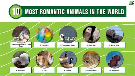 what is the most loving animal
