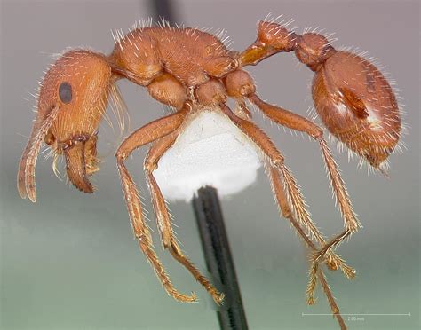 what is the most powerful ant