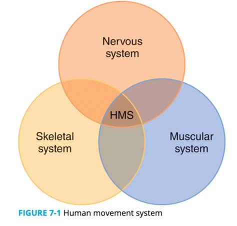 What Is The Movement System