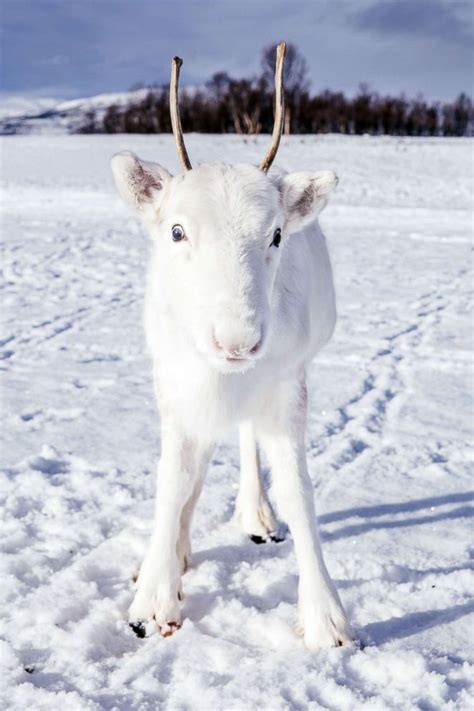 what is the name of a baby reindeer