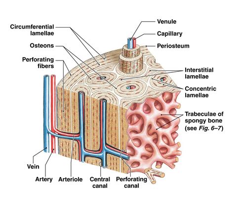 what is the name of the structural and functional unit of compact bone