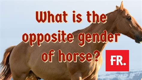 what is the opposite of a horse