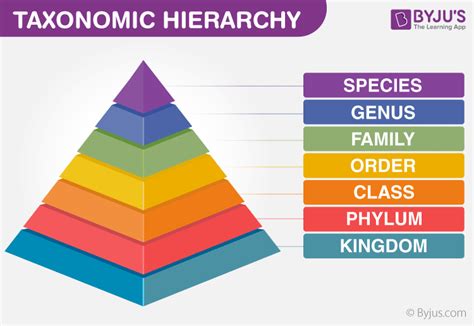 what is the order of hierarchy