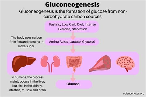 What Is The Physiological Function Of Gluconeogenesis
