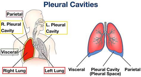 What Is The Pleural Cavity Function