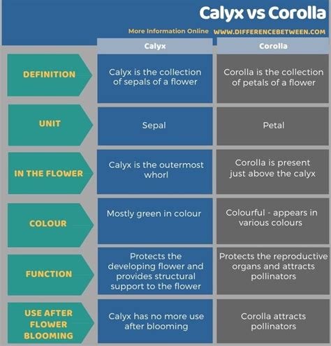 What Is The Plural Form Of Calyx
