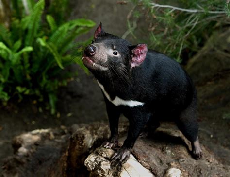 what is the population of tasmanian devil