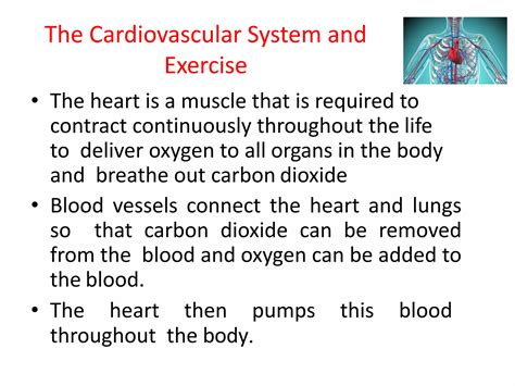 what is the primary function of cardiovascular system during exercise