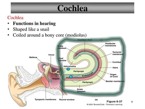 what is the primary function of cochlea