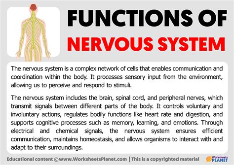 what is the primary function of the nervous system in humans
