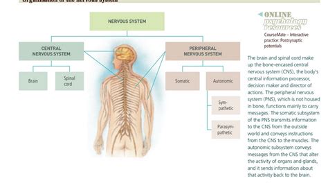 what is the primary function of the peripheral nervous system quizlet