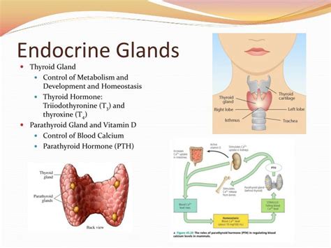 what is the primary function of the thyroid gland in the endocrine system