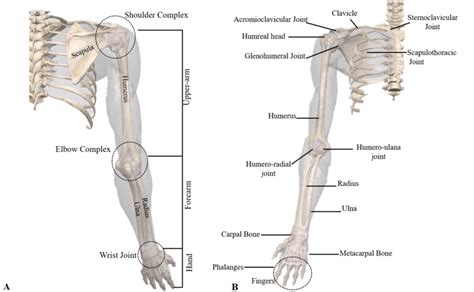 what is the primary function of the upper limb in humans