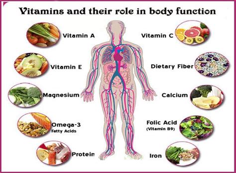 what is the primary function of vitamins in the body