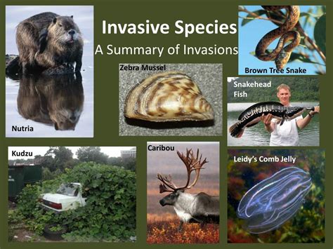 what is the problem with invasive species