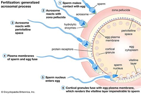 What Is The Process Of Egg Fertilization