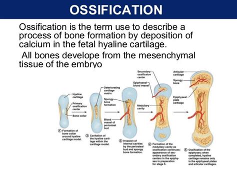 what is the process of ossification