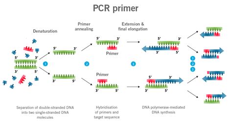 what is the purpose of the primers in pcr