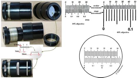 What Is The Purpose Of Using An Ocular Micrometer