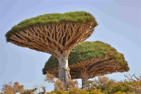 What Is The Rarest Type Of Tree