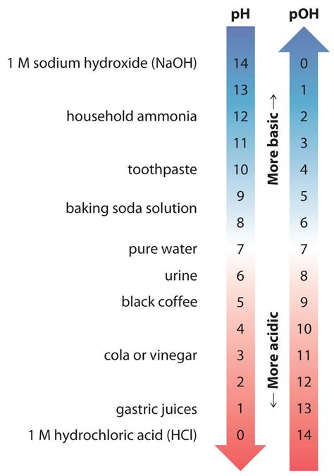 What Is The Relationship Between A Base And A Basic Solution