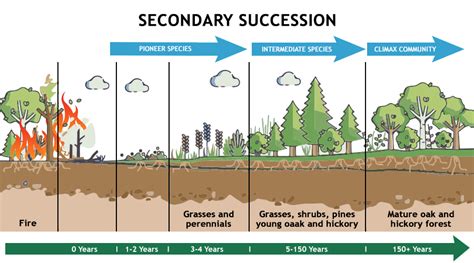 what is the role of ecological succession