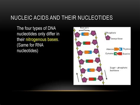 What Is The Same In All Nucleic Acids