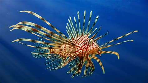 what is the scientific name for a lionfish