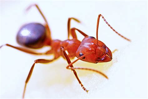 what is the scientific name for fire ants