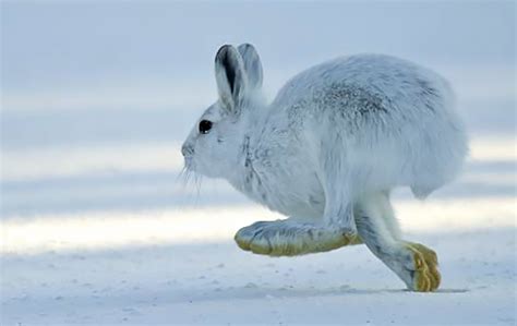what is the scientific name for snowshoe hare