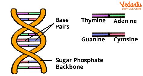 what is the simple definition of dna