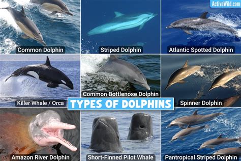 what is the size of a dolphin