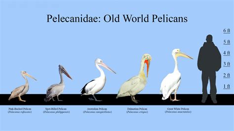 what is the size of a pelican