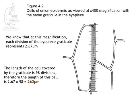 What Is The Size Of An Onion Cell In Micrometers