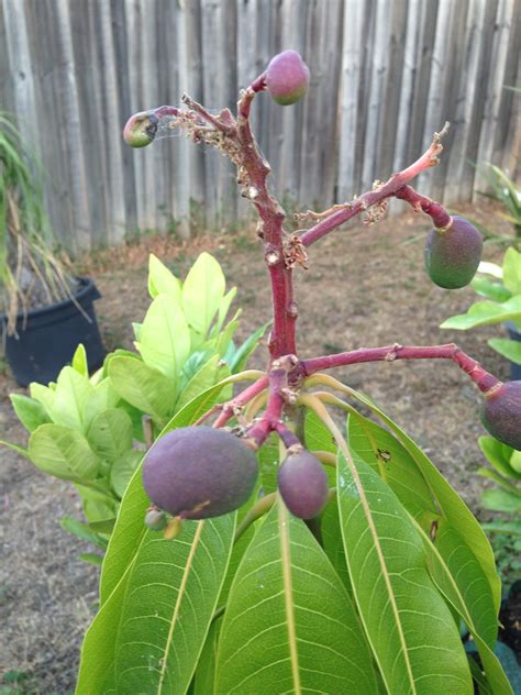 what is the smallest mango tree