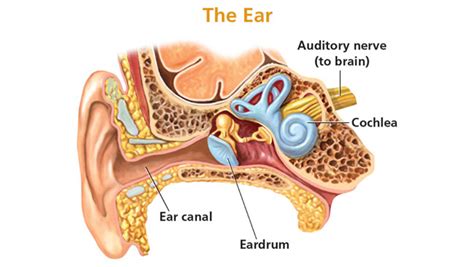 what is the snail shaped structure in the inner ear