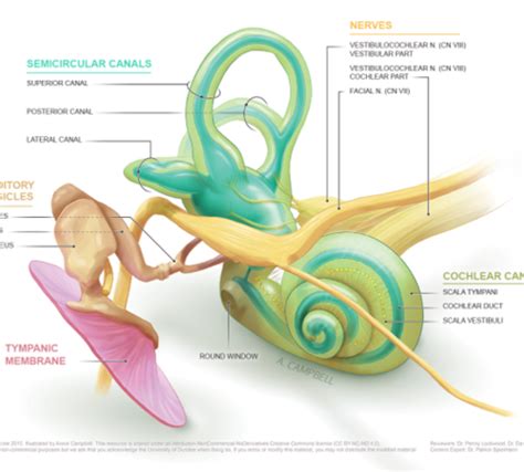 what is the snail shell shaped structure in the inner ear