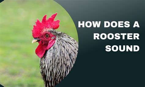 what is the sound a rooster makes