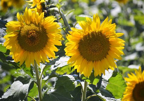 what is the species of a sunflower