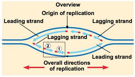 what is the strand