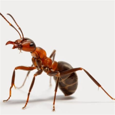 what is the strongest ant in the world