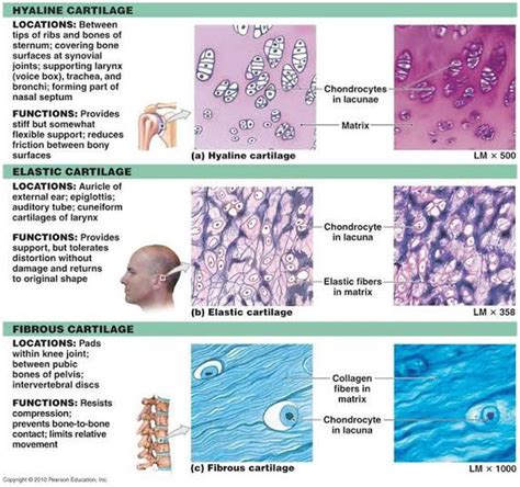 what is the strongest type of cartilage