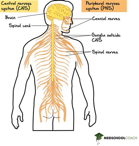 what is the structure and function of nervous system