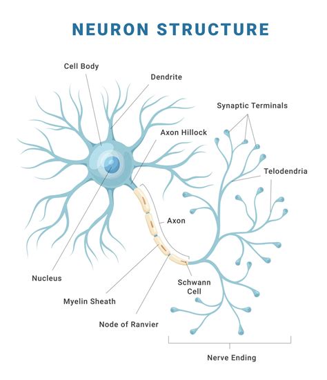 what is the structure and function of neurons