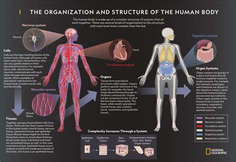 what is the structure and function of the human body